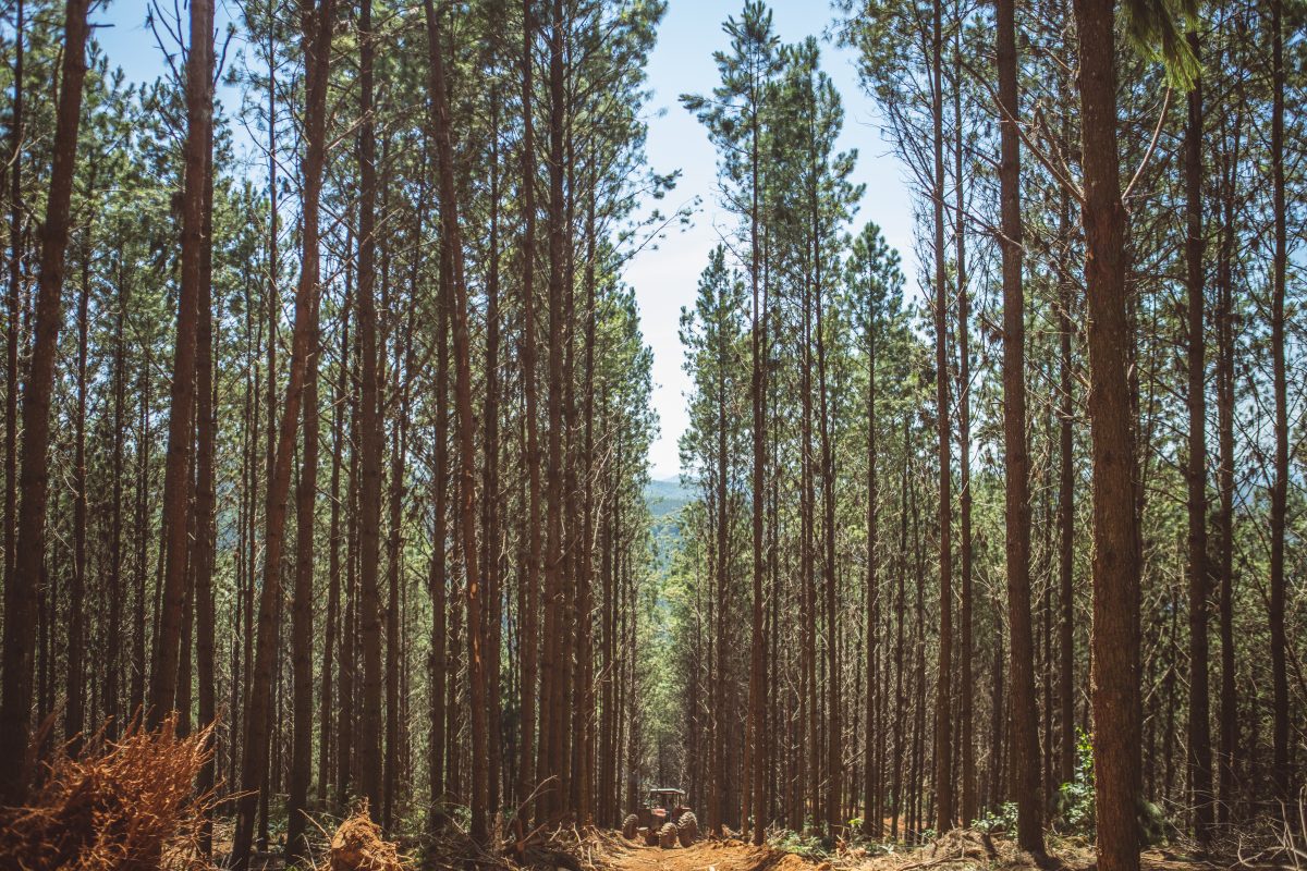 Florestas Plantadas No Brasil Somam 93 Milhões De Hectares Em 2020 Apre Florestas 1697