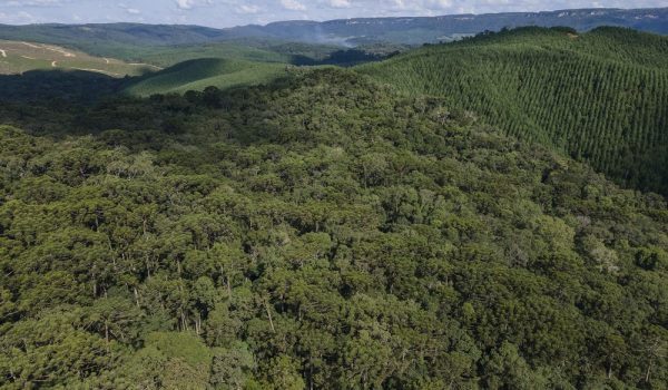 0070- Mosaico - Águia Florestal - Zig Koch