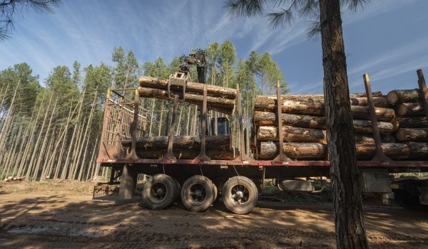 0088- Transporte - Águia Florestal - Zig Koch