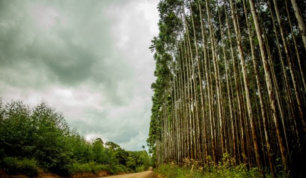 APRE - 0003 - Eucalipto - Klabin