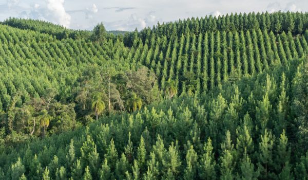 APRE - 0150 - Pinus novo - Zig Koch