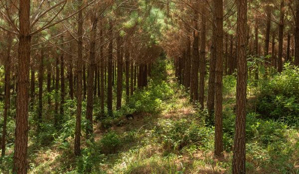 APRE- 0163- Pinus novo - Zig Koch