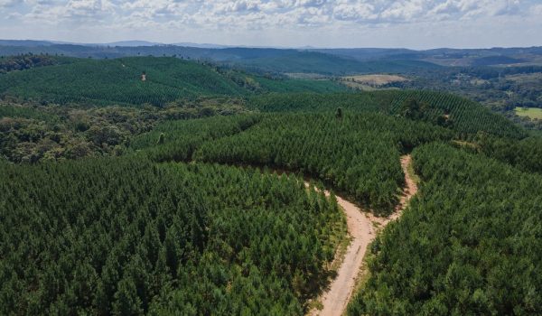 APRE- 0242- Pinus antigo - Águia Florestal - Zig Koch