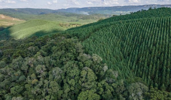 APRE-0258-Mosaico-de-areas-naturais-Aguia-Florestal-Zig-Koch-768x576