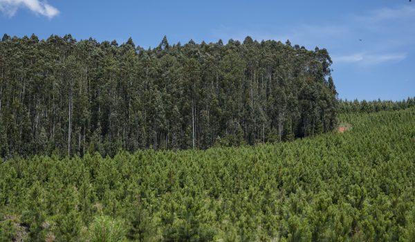 APRE - 0723 - Pinus plantado - Fazenda Lageado Grande - REMASA - Zig Koch