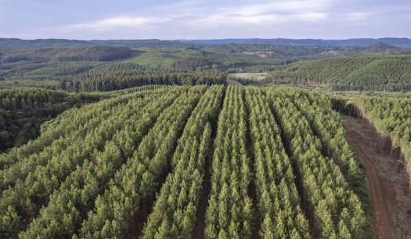 APRE-0754- Pinus plantado - Fazenda Lageado Grande - REMASA - Zig Koch