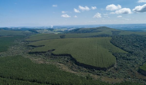 Arauco-Paineis-Senges-Areas-plantadas-Zig-Koch-1024x682