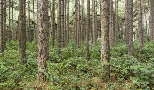 Floresta de pinus_foto_Zig Koch