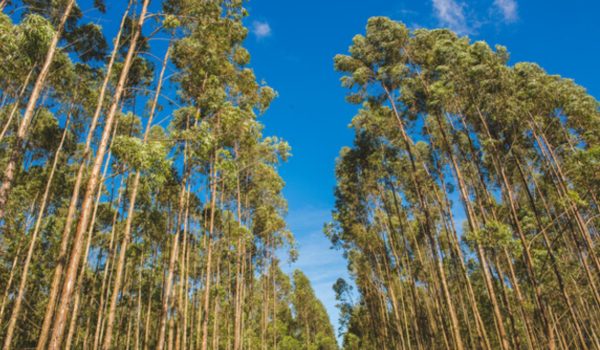 IBGE-renova-expectativa-de-crescimento-em-MS