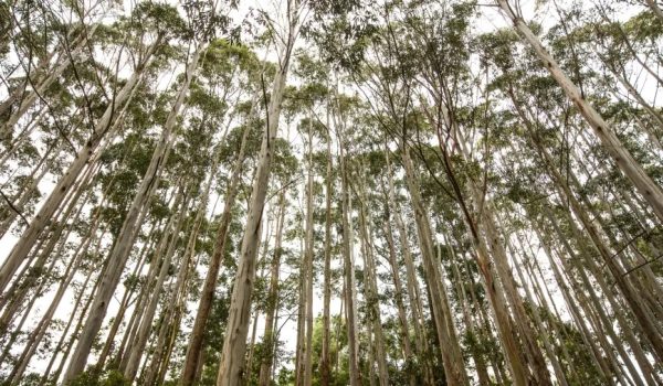 floresta-de-pinus