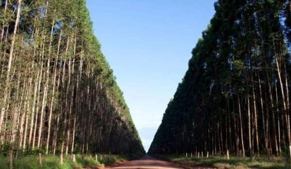 agro-guerra-oriente-medio