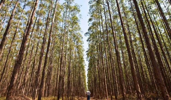 eucalipto-minas-gerais