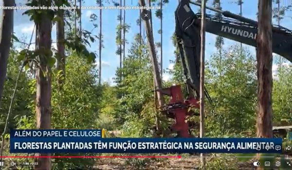 florestas-plantadas-seguranca-alimentar