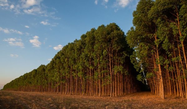 mato-grosso-plano-para-expandir-setor-florestal-e-biomassa