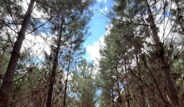 pinus-120-anos-brasil