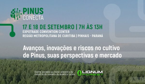 pinus conecta